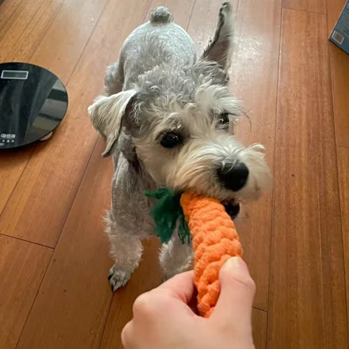 1pcs  Pet Dog Chew Toys for Small Dogs